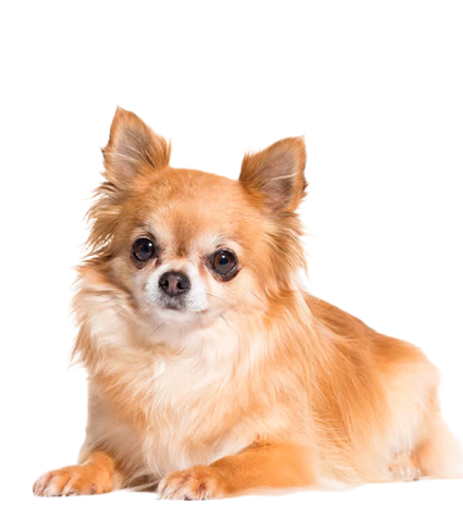 Chi chi